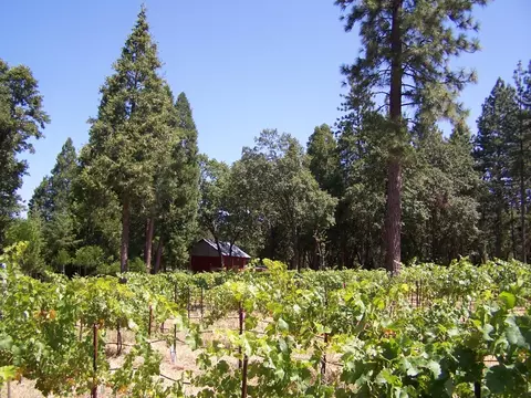 21716 Graham Rd, Manton, CA 96059 photo 30