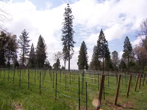 21716 Graham Rd, Manton, CA 96059 photo 12
