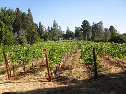 21716 Graham Rd, Manton, CA 96059 photo 29