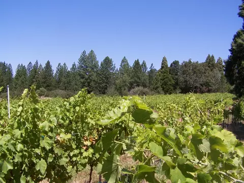 21716 Graham Rd, Manton, CA 96059 photo 22