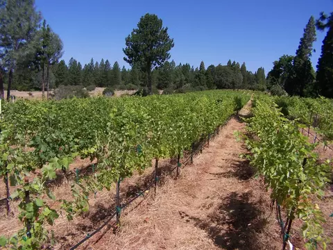 21716 Graham Rd, Manton, CA 96059 photo 26