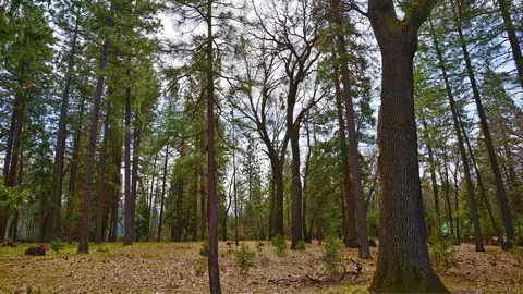 29670 Westmoore, Shingletown, CA 96088 photo 11