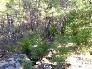 29540 State Highway 44, Shingletown, CA 96088 photo 12