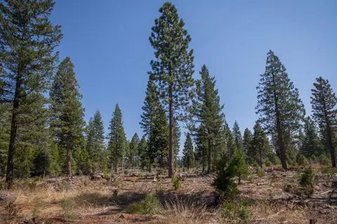 8111 Pine Frst, Shingletown, CA 96088 photo 17