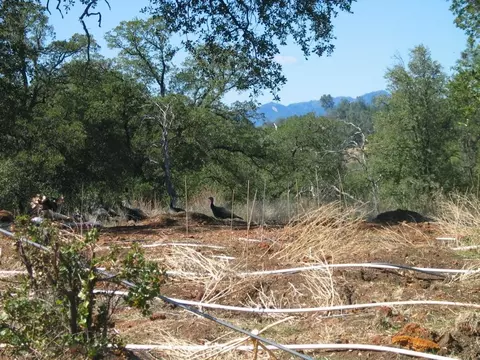 22441 Elk Trl, Redding, CA 96003 photo 16
