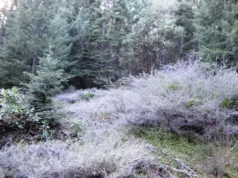 190 Scotten Trl, Hyampom, CA 96046 photo 3