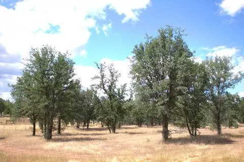 20812 Boyle, Redding, CA 96003 photo 7