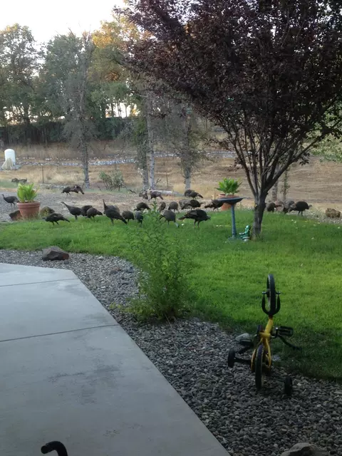 19377 Davidson Ln, Anderson, CA 96007 photo 18