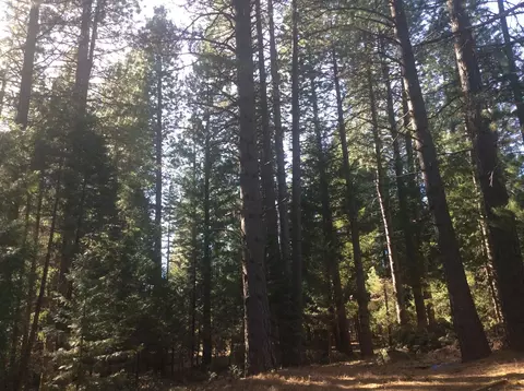 7675 Pegnan Rd, Shingletown, CA 96088 photo 3