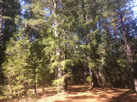 7675 Pegnan Rd, Shingletown, CA 96088 photo 4