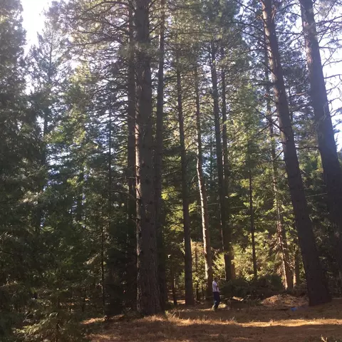7675 Pegnan Rd, Shingletown, CA 96088 photo 7