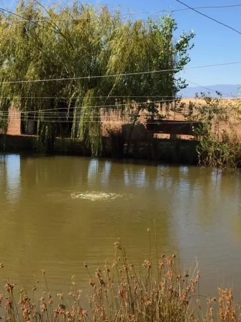 21215 Gyle Rd, Corning, CA 96021 photo 43