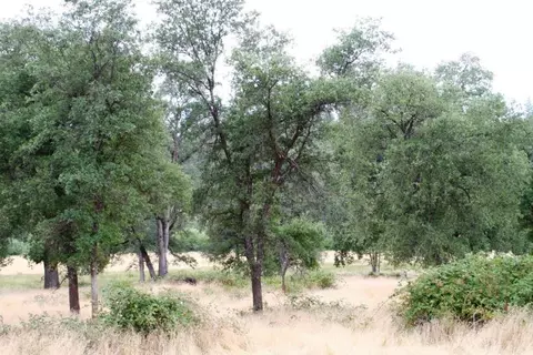 30378 Withrow Rd, Shingletown, CA 96088 photo 58