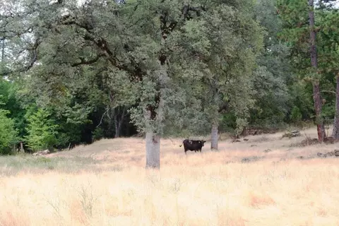 30378 Withrow Rd, Shingletown, CA 96088 photo 35
