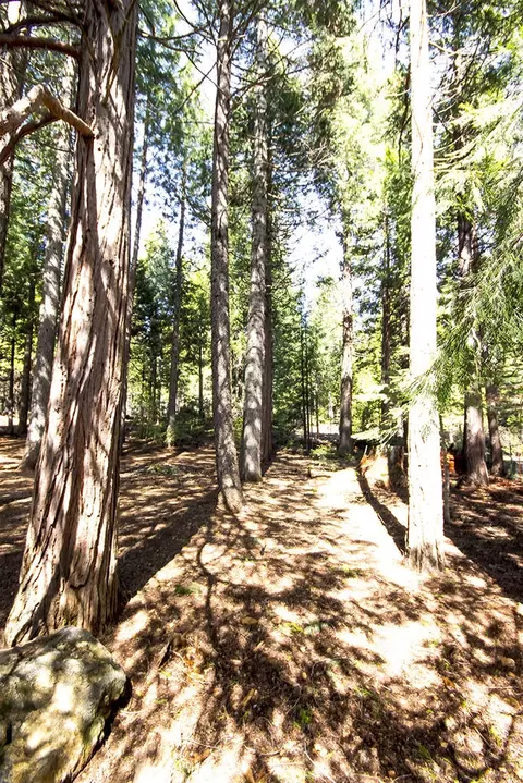 8095 Star Trek Dr, Shingletown, CA 96088 photo 20