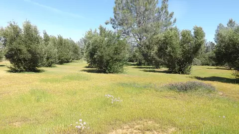 17704 Bright Path, Anderson, CA 96007 photo 6