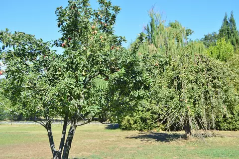 7435 Danish Ln, Redding, CA 96002 photo 72