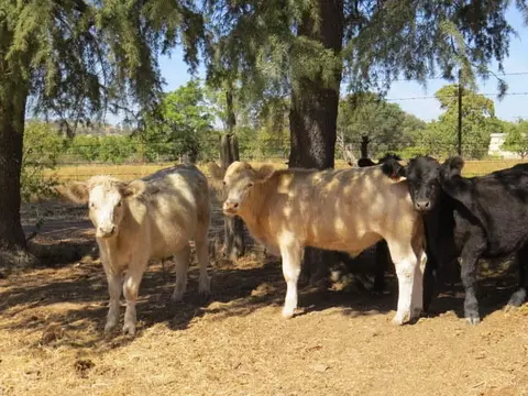 21975 S Wallen Rd, Red Bluff, CA 96080 photo 35
