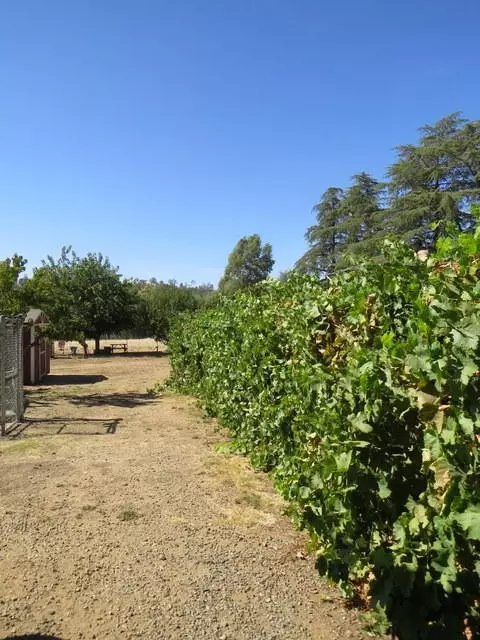 21975 S Wallen Rd, Red Bluff, CA 96080 photo 31