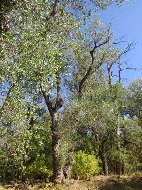 21975 S Wallen Rd, Red Bluff, CA 96080 photo 39