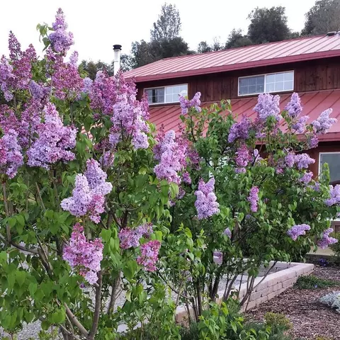 11647 Platina Rd, Ono, CA 96047 photo 32