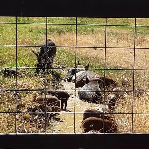 11647 Platina Rd, Ono, CA 96047 photo 36