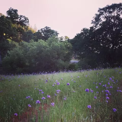 11647 Platina Rd, Ono, CA 96047 photo 25