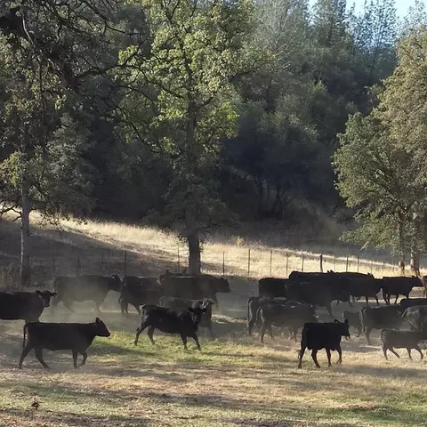 11647 Platina Rd, Ono, CA 96047 photo 24
