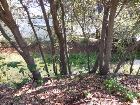 1244 Mountain Shadows Blvd, Redding, CA 96003 photo 3