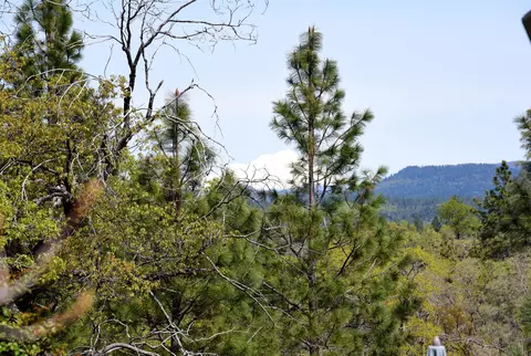 16249 Buzzard Roost Rd, Oak Run, CA 96069 photo 27
