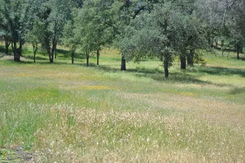 16249 Buzzard Roost Rd, Oak Run, CA 96069 photo 32