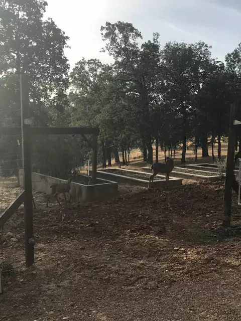 16752 Lassen Ave, Anderson, CA 96007 photo 37