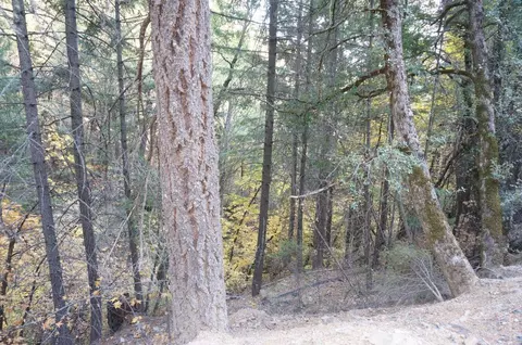 1990 Upper Moore Gulch, Trinity Center, CA 96041 photo 13