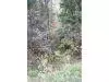 1990 Upper Moore Gulch, Trinity Center, CA 96041 photo 20