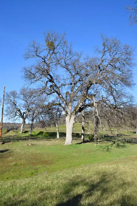 28899 Whitmore Rd, Whitmore, CA 96096 photo 35