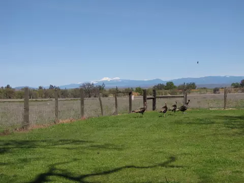 11900 Rawson Rd, Red Bluff, CA 96080 photo 16