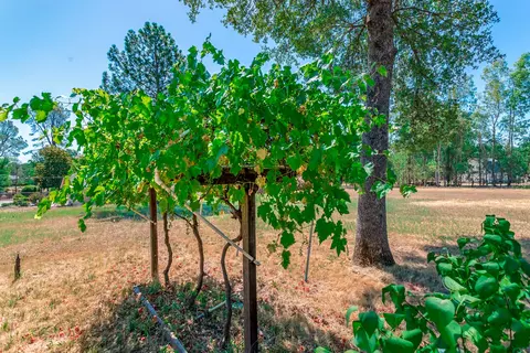 11421 Suggie Ln, Redding, CA 96003 photo 32