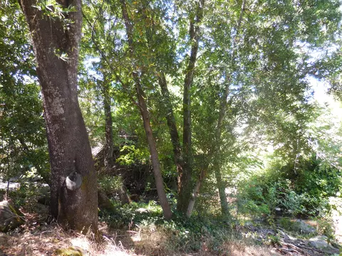31319 Manton Rd, Manton, CA 96059 photo 12