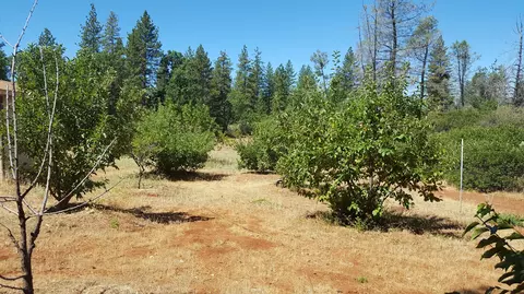 28388 State Highway 44, Shingletown, CA 96088 photo 54