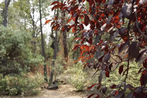 27054 Dersch Rd, Shingletown, CA 96088 photo 28