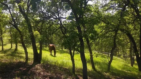 18597 Clydesdale Dr, Red Bluff, CA 96080 photo 31