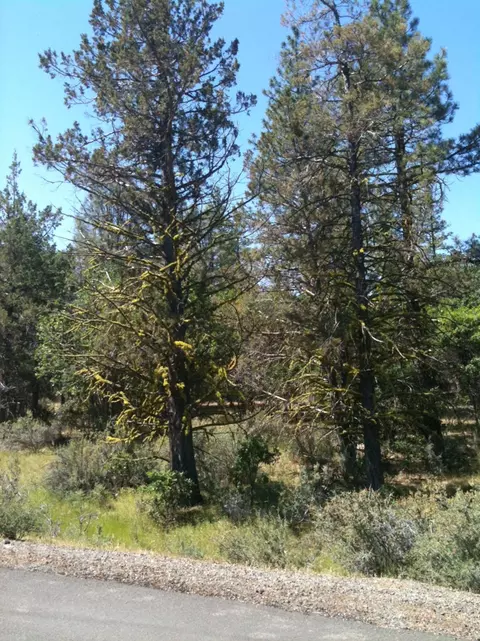 Undisclosed, Fall River Mills, CA 96028 photo 2