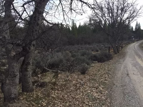 36357 Clark Creek Rd, Burney, CA 96013 photo 35