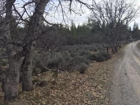 36357 Clark Creek Rd, Burney, CA 96013 photo 31
