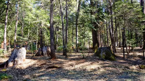 7274 Shasta Forest Dr, Shingletown, CA 96088 photo 27