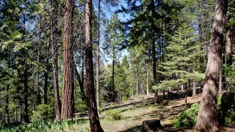 7274 Shasta Forest Dr, Shingletown, CA 96088 photo 4