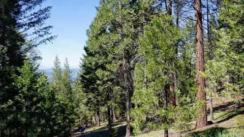 7274 Shasta Forest Dr, Shingletown, CA 96088 photo 8