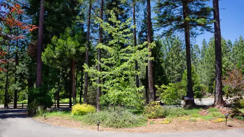 31491 Emigrant Trl, Shingletown, CA 96088 photo 57