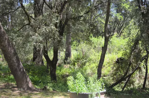 7333 Rector Creek Rd, Igo, CA 96047 photo 14
