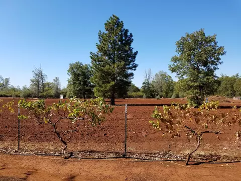 7200 Pine Bluff Dr, Shingletown, CA 96088 photo 71